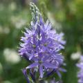 Blue-flowering bulbs