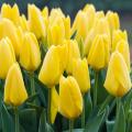 Yellow-flowering bulbs
