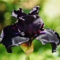 Black-flowering bulbs