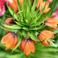 Orange-flowering bulbs