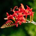 Red-flowering Bulbs