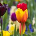 Bulbs by flower colour
