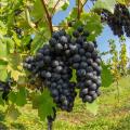 Wine Grape varieties