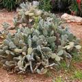 Cold-hardy cacti