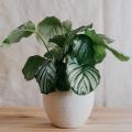 Calathea