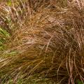 Carex à feuillage coloré