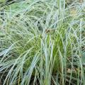 Carex à feuillage panaché