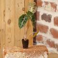 Mini house plants