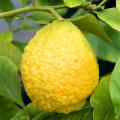 Citron trees