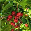 Self-fertile Cherry trees
