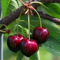 Water Cherry Trees