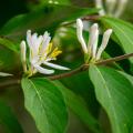 Chèvrefeuilles arbustifs parfumés