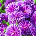 Purple or mauve Chrysanthemums