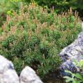 Conifers for dry soil