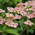 Pink Flowering Dogwood