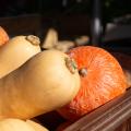 Organic Squashes and Pumpkins