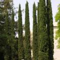 Italian Cypress - Cupressus sempervirens