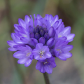 Dichelostemma