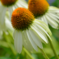 White Echinaceas