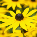 Yellow Echinaceas