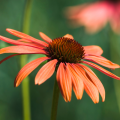 Orange Echinaceas