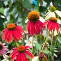 Red Echinaceas