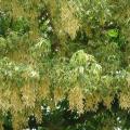 Erable à feuilles de frêne - Acer negundo