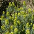 Mediterranean Spurge – Euphorbia characias
