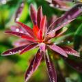 Coloured-leaf Euphorbias