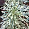 Variegated Euphorbias