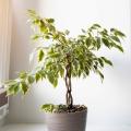 Ficus - Indoor plant fig