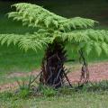 Giant ferns
