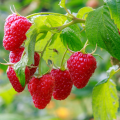 Double-cropping raspberries