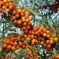 Drought-resistant fruit trees