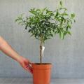 Bush or dwarf fruit trees 