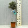 Half-standard fruit trees