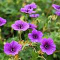 Hardy Geraniums for ground cover