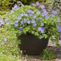Hardy Geranium for pots