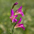 Wild Gladioli