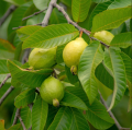 Guava