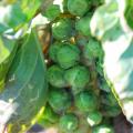 Brussels sprout seeds