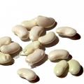 Broad bean seeds