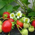 Strawberry seeds