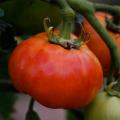 Large tomato seeds