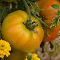 Heirloom and collectors' tomato seeds