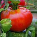 Tomatoes A to Z