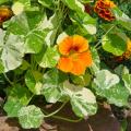 Dwarf Nasturtium Seeds