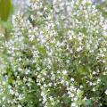 Calamintha seeds - Calamint