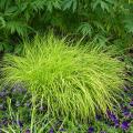 Ornemental grasses A to Z