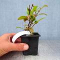 Climbing plants in pots